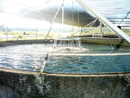 Sturgeon Farm Pond