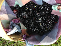 Florida Blackberries