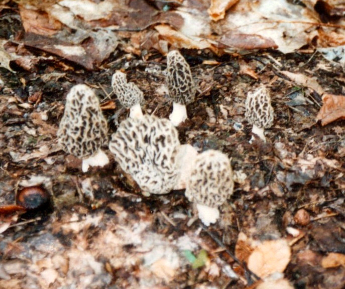 MUSHROOM, MOREL, GREYS.jpeg