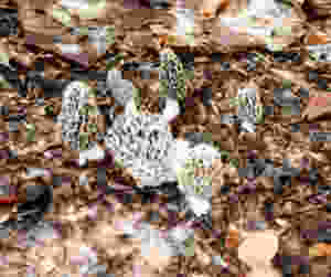 MUSHROOM, MOREL, GREYS.jpeg