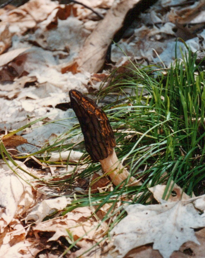 MUSHROOM, MOREL, BLACK.jpeg