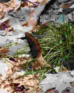 MUSHROOM, MOREL, BLACK.jpeg