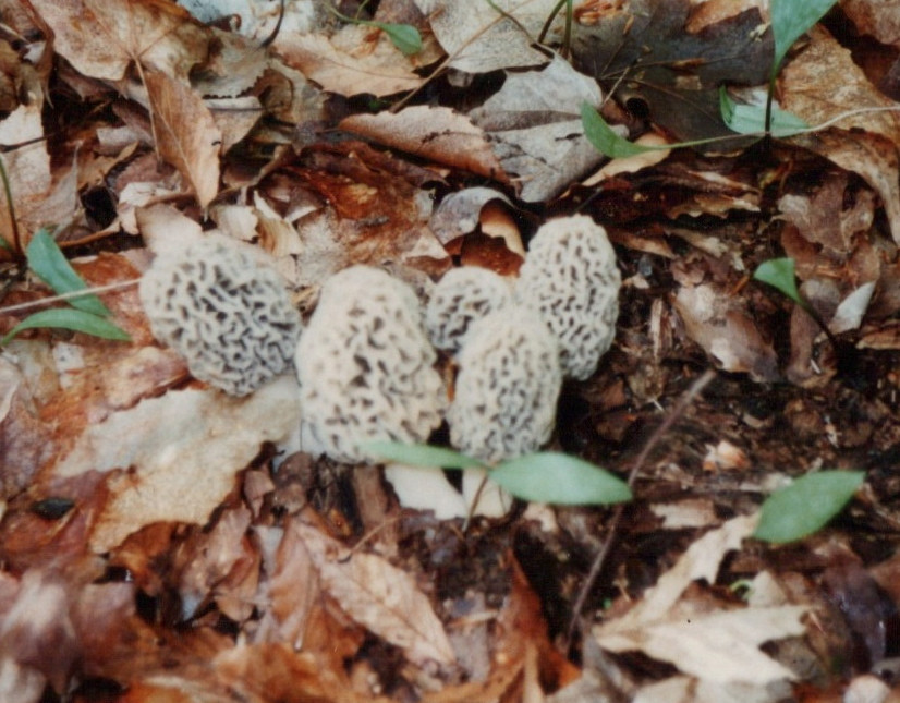 MUSHROOM, MOREL, WILD.jpeg