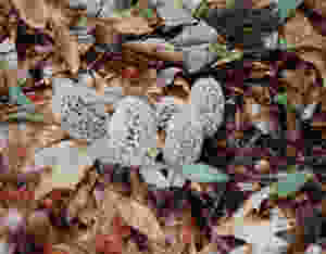 MUSHROOM, MOREL, WILD.jpeg