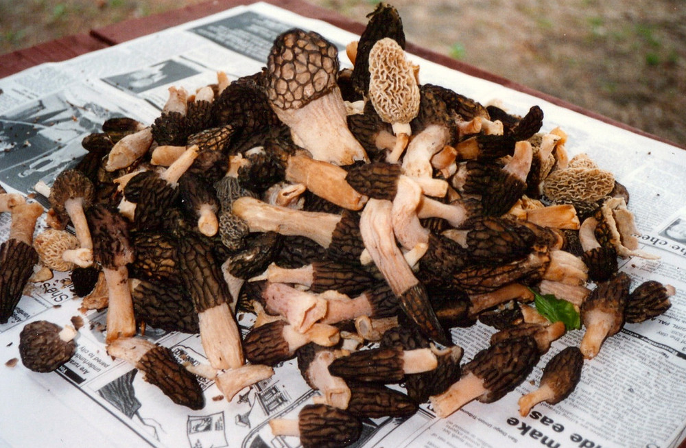 MUSHROOM, MORELS, BLACKS, GREYS, YELLOWS.jpeg