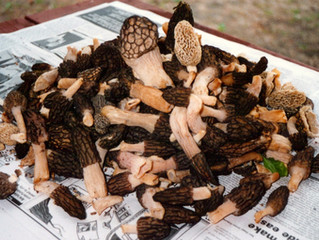 Morels