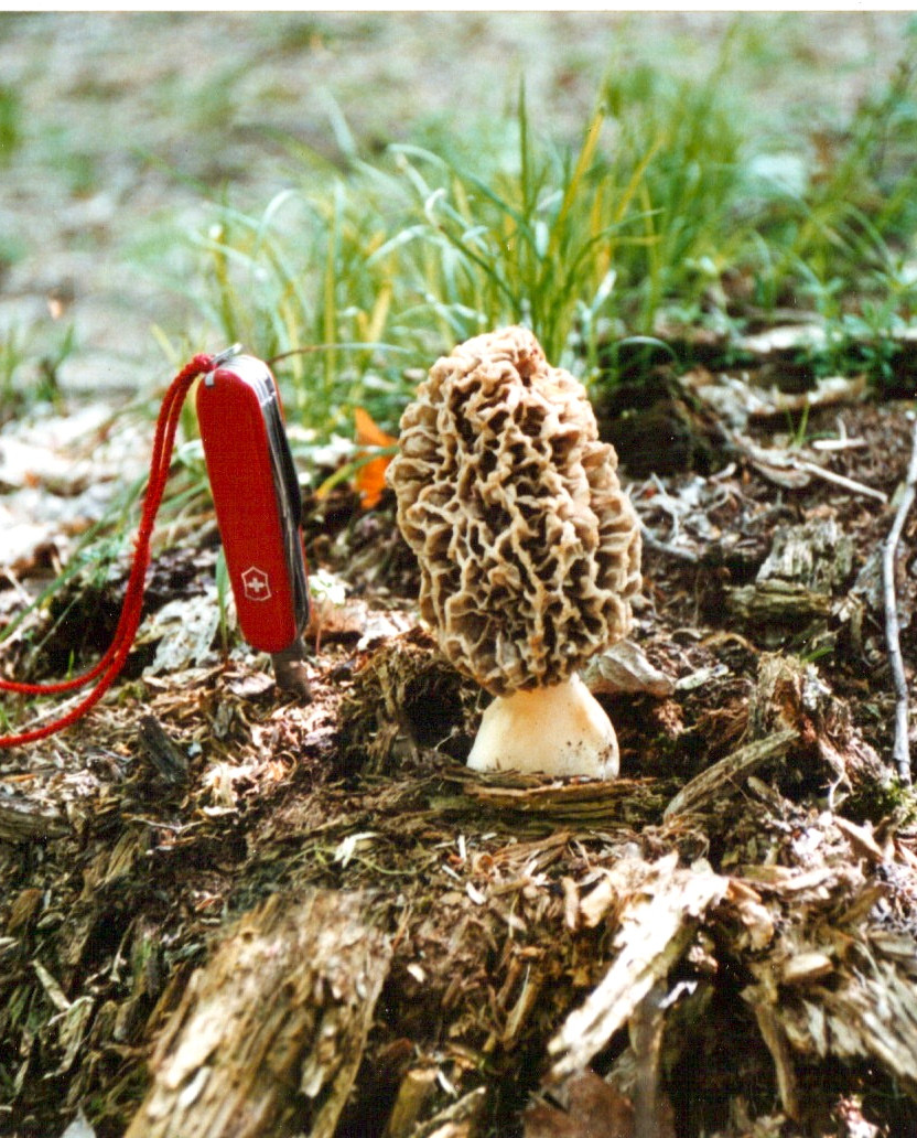 MUSHROOM, MOREL, BIG GREY.jpeg