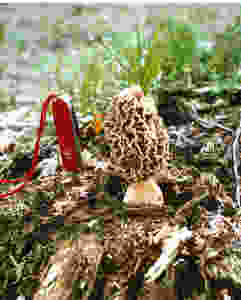 MUSHROOM, MOREL, BIG GREY.jpeg