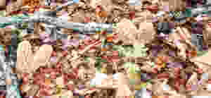 MUSHROOM, MOREL, YELLOW.jpeg