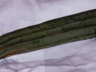 Loofah