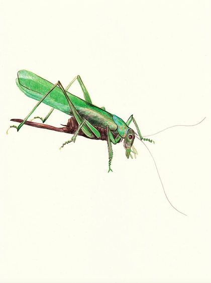 Grasshopper 1