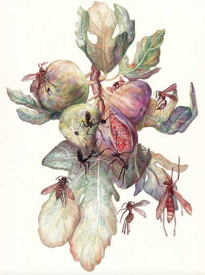Figs, Wasps and Ants,
colored pencils on paper,
21x29,7 cm, Vienna, September 2025