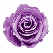 Lavendar
