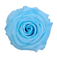 Baby Blue