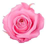 Fuscia