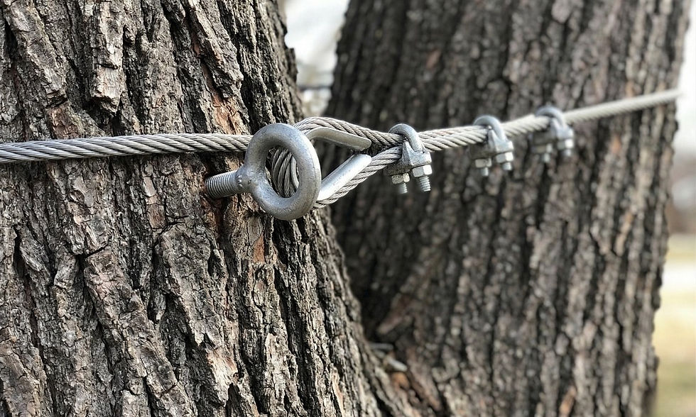 High-strength steel cable installed between co-dominant tree stems for structural support