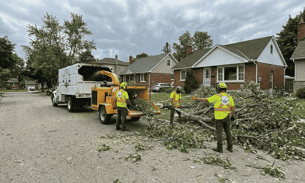 Storm Damage in Grand Bend? Is Your Tree Safe or Hazardous?