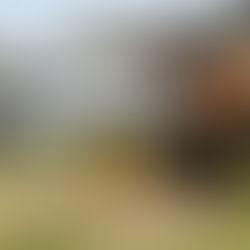 Professional arborist using a heavy-duty stump grinder to remove a tree stump on a residential property in London, Ontario.