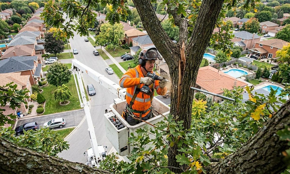 Certified arborist in a bucket truck installing a steel brace through a split tree trunk in London Ontario
