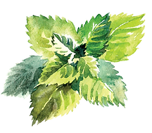 mint.png