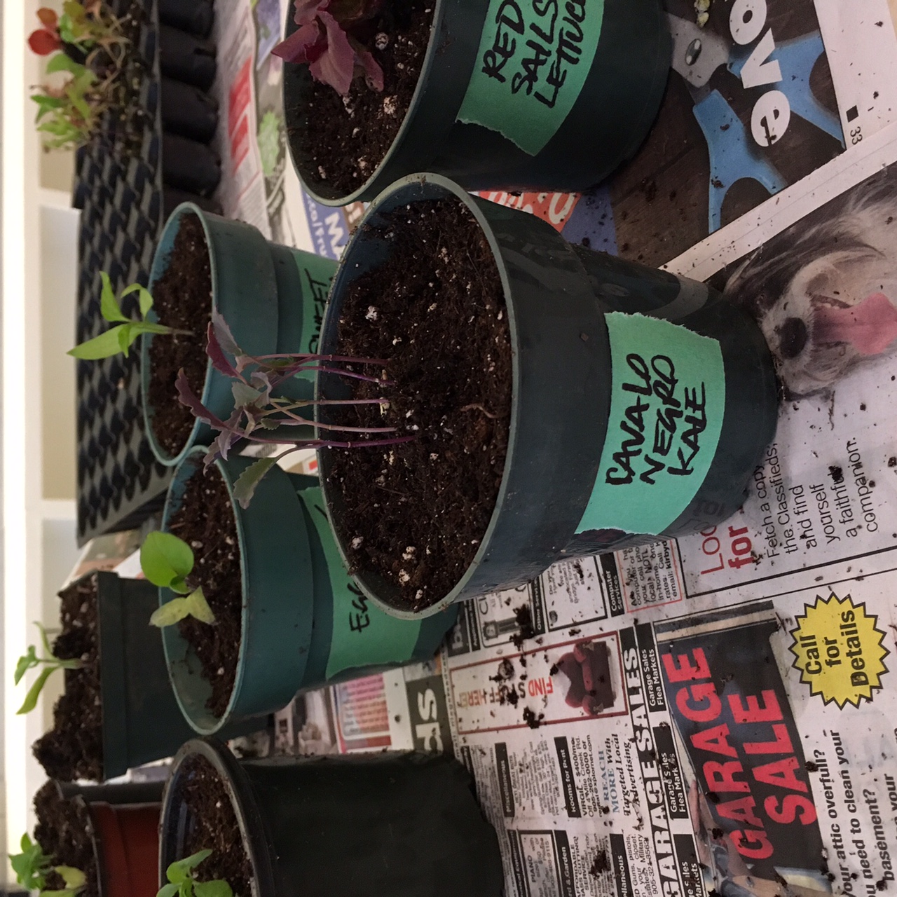 potted seedlings