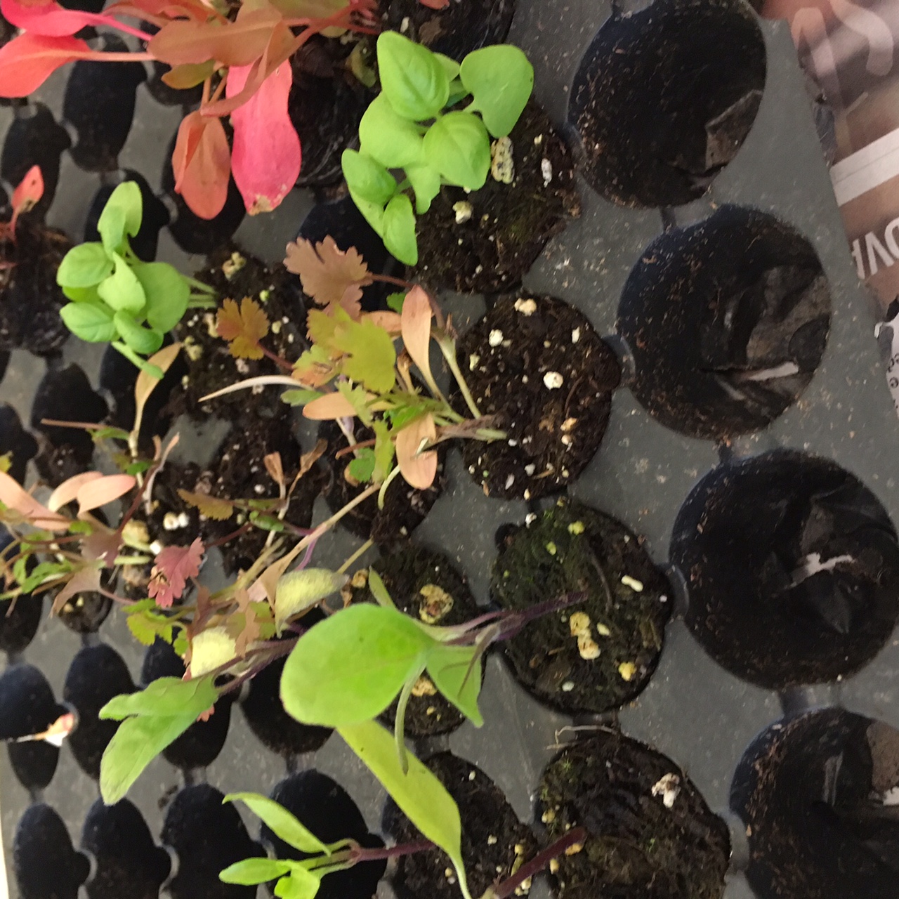 Rose's seedlings