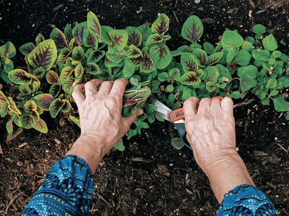 清灰冷火，種族主義，溫市華埠老年人勉力維生群策群力，披荊斬棘，社區項目助長者飽食暖衣