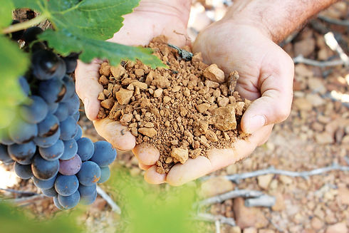 Prisme & Co photo domaine viticole