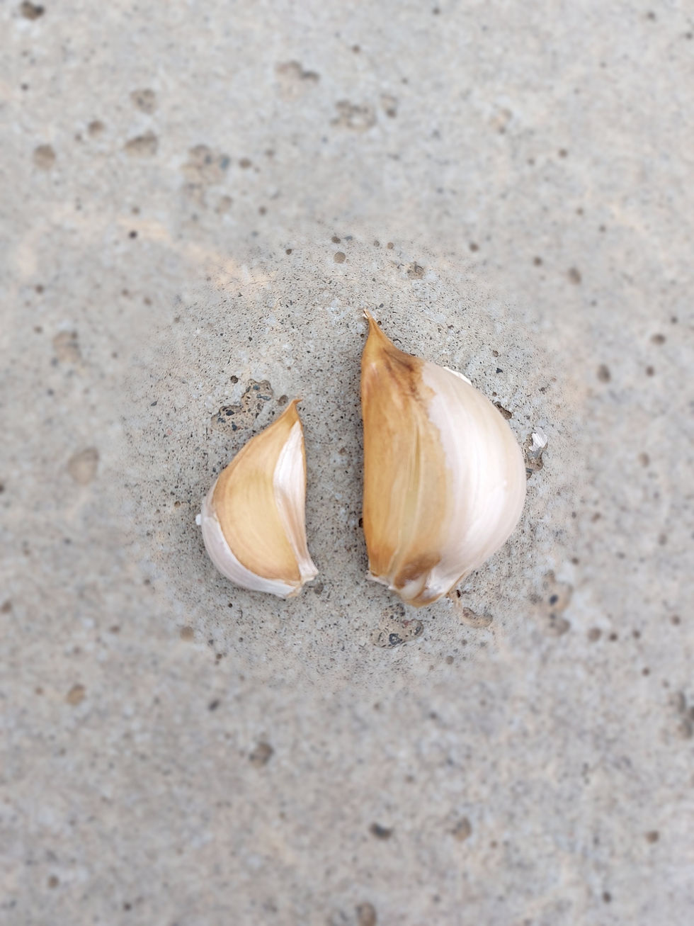 Thumbnail: Elephant Garlic/Per bulb SOLD OUT