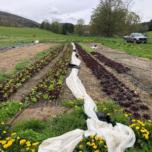 5/10 - Dandelions and salad on the way