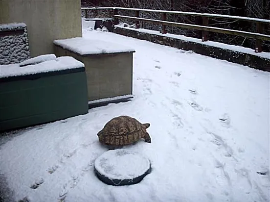 Vivariums Reptiles Tortoises 2 Tropical Hobbies