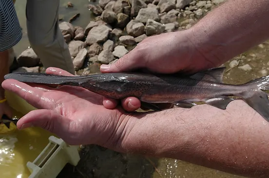 Paddlefish In The Pond Tropical Hobbies