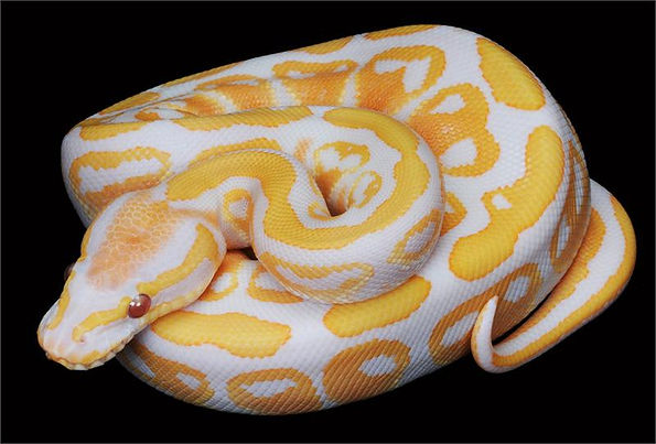 Vivariums;reptiles;Ball Pythons | tropical-hobbies