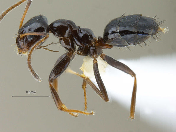 Marranto Insect Vivariums-Inverts-Ants species Asia 4 | tropical-hobbies