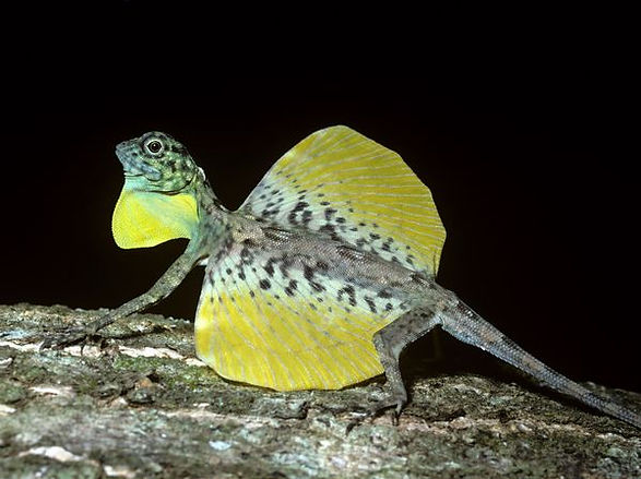 Vivariums;reptiles;gliding lizards | tropical-hobbies