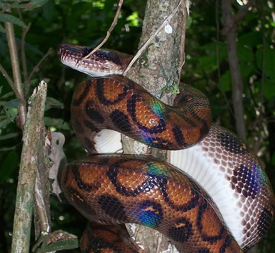 Vivariums Reptiles Rainbow Boa Tropical Hobbies