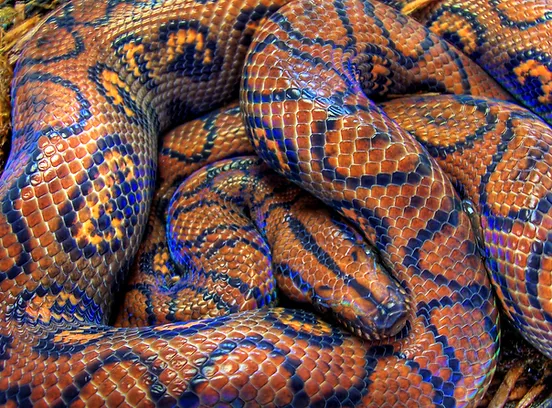Vivariums Reptiles Rainbow Boa Tropical Hobbies