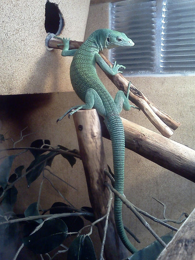 Tree Monitor Vivariums;reptiles;Emerald tree monitor | tropical-hobbies