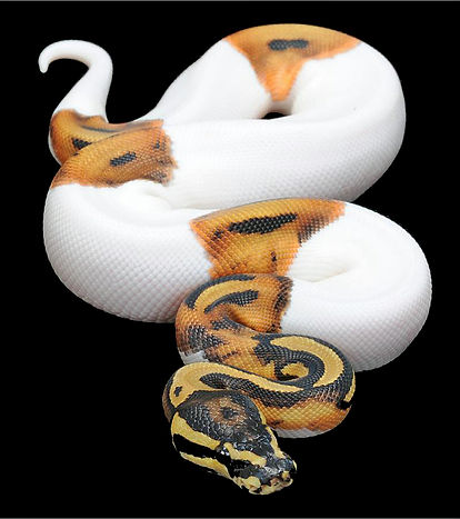 Boids And Pythonids Vivariums;reptiles;Pythons | tropical-hobbies