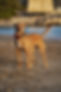 dogs-running-beach_1610558-1779 - Copy (2).jpg