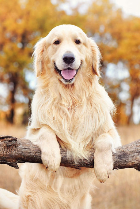 Golden-Retriever-1024x683.jpg