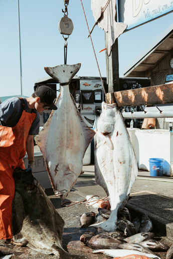 Halibut caught with Salty G’s Fishing Charters waiting to be filleted at Buttwhackers Fillet Company in Homer, Alaska