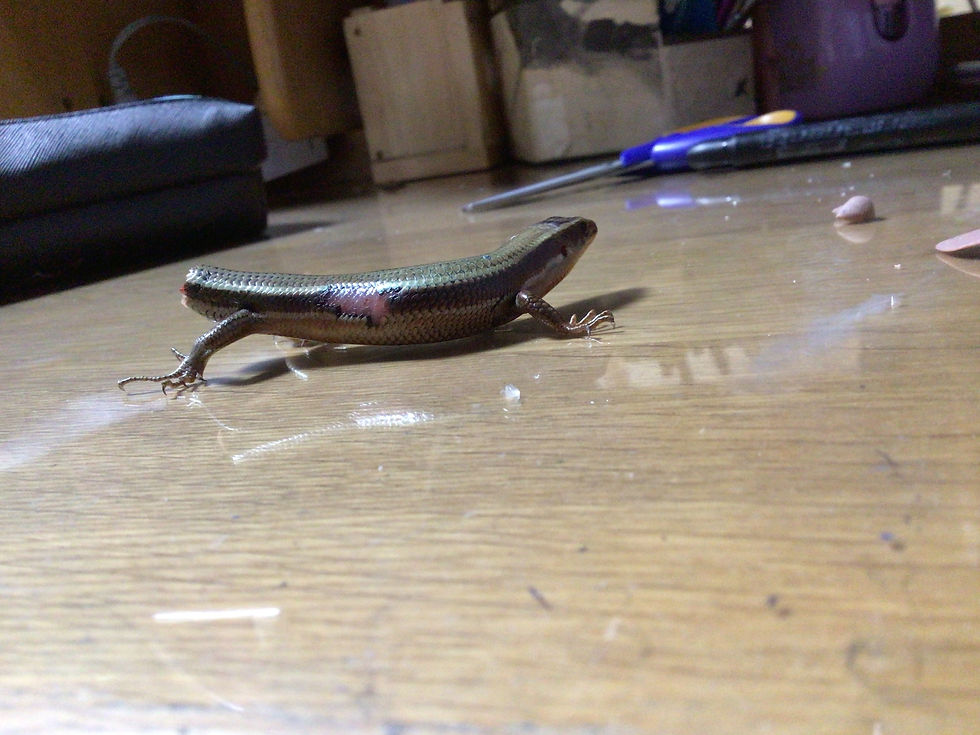 💗❤️The😍Cutest🦎Lizard❤️💖