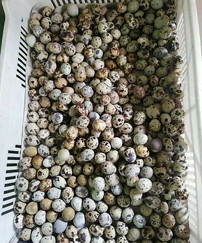 Huevos de Codornices
