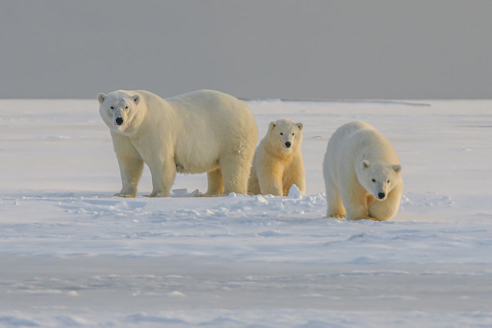 China and India Cement Russia’s Control Over Arctic