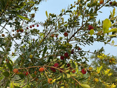 THANH MAI ĐẢO NGỌC VỪNG QUẢ NGON THÁNG 4 KHÔNG THỂ BỎ QUA