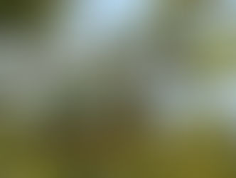 THANH MAI ĐẢO NGỌC VỪNG QUẢ NGON THÁNG 4 KHÔNG THỂ BỎ QUA