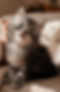Thumbnail: Rex