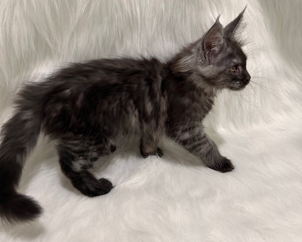 Thumbnail: Isa - Black Smoke Female Maine Coon Kitten sitting