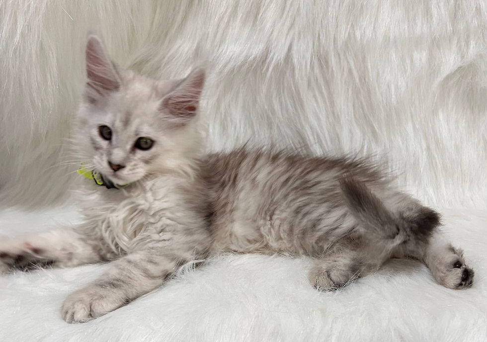 Thumbnail: Ash - Male Maine Coon Kitten - Black Silver Mackerel Tabby with White laying down